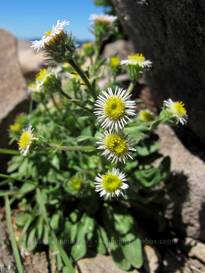 northern daisy/fleabane (Erigeron nivalis (Erigeron acris ssp. debilis)) [Tom Dick & Harry Mountain, Salmon-Huckleberry Wilderness, Clackamas County, Oregon]