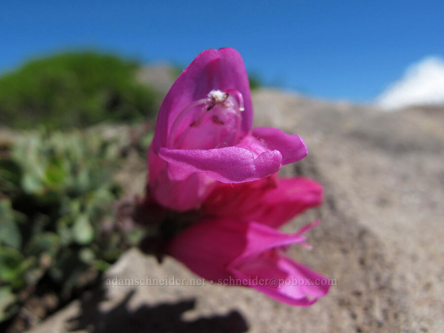 cliff penstemon (Penstemon rupicola) [Tom Dick & Harry Mountain, Salmon-Huckleberry Wilderness, Clackamas County, Oregon]