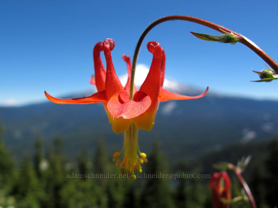 columbine (Aquilegia formosa) [Tom Dick & Harry Mountain, Salmon-Huckleberry Wilderness, Clackamas County, Oregon]