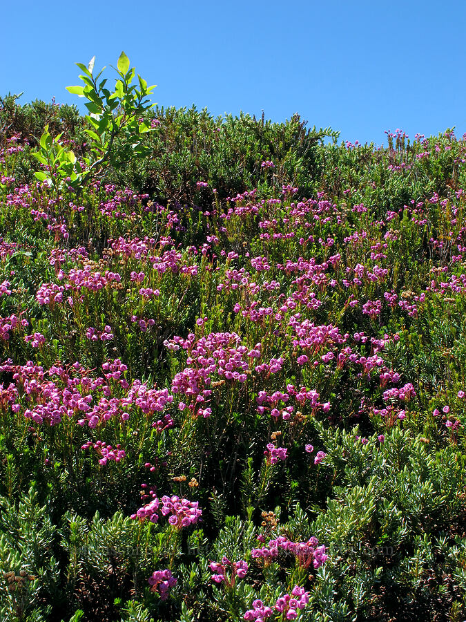 pink mountain heather (Phyllodoce empetriformis) [Tom Dick & Harry Mountain, Salmon-Huckleberry Wilderness, Clackamas County, Oregon]
