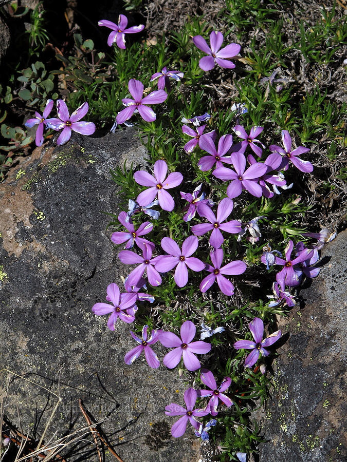 spreading phlox (Phlox diffusa) [Tom Dick & Harry Mountain, Salmon-Huckleberry Wilderness, Clackamas County, Oregon]