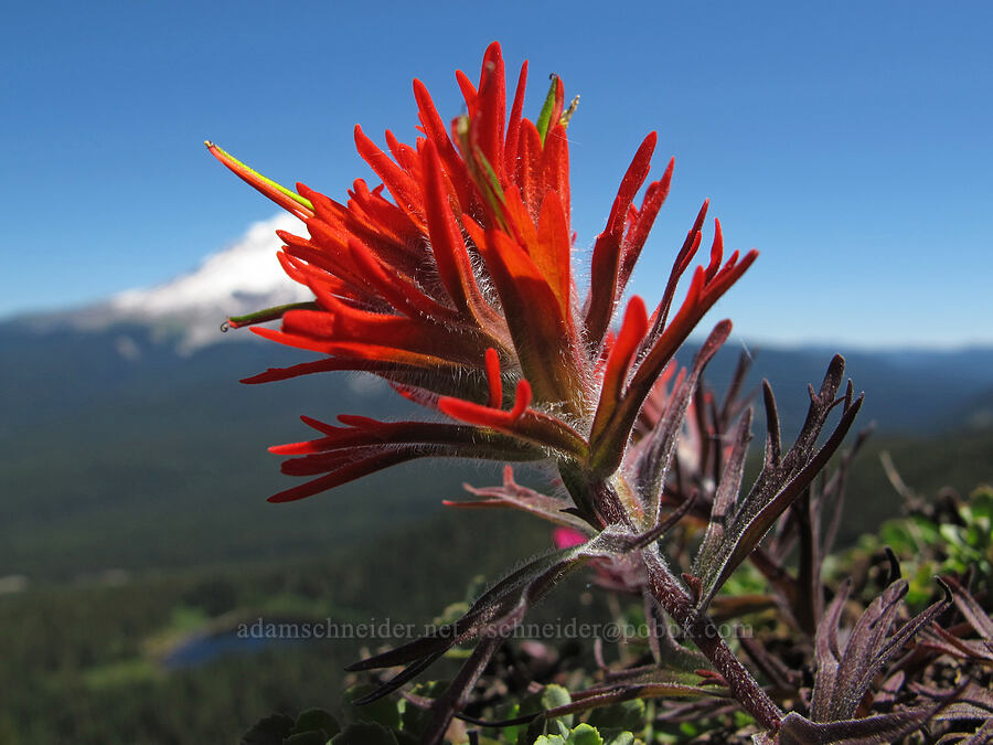 cliff paintbrush (Castilleja rupicola) [Tom Dick & Harry Mountain, Mt. Hood National Forest, Clackamas County, Oregon]