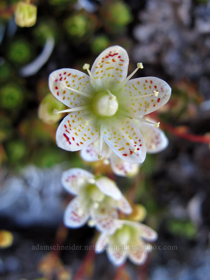 spotted saxifrage (Saxifraga bronchialis ssp. vespertina (Saxifraga vespertina)) [Tom Dick & Harry Mountain, Salmon-Huckleberry Wilderness, Clackamas County, Oregon]