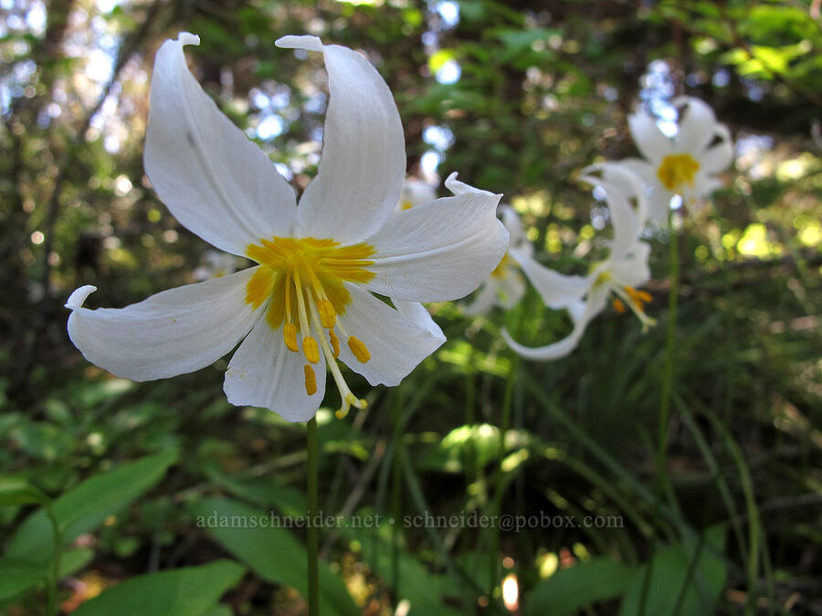 avalanche lilies (Erythronium montanum) [Tom Dick & Harry Mountain, Salmon-Huckleberry Wilderness, Clackamas County, Oregon]