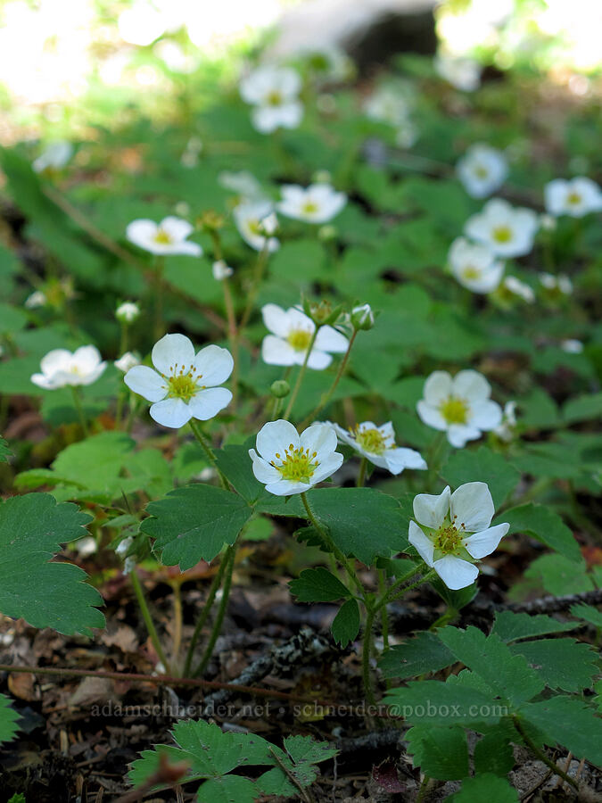 wild strawberry flowers (Fragaria virginiana) [Tom Dick & Harry Mountain, Mt. Hood National Forest, Clackamas County, Oregon]