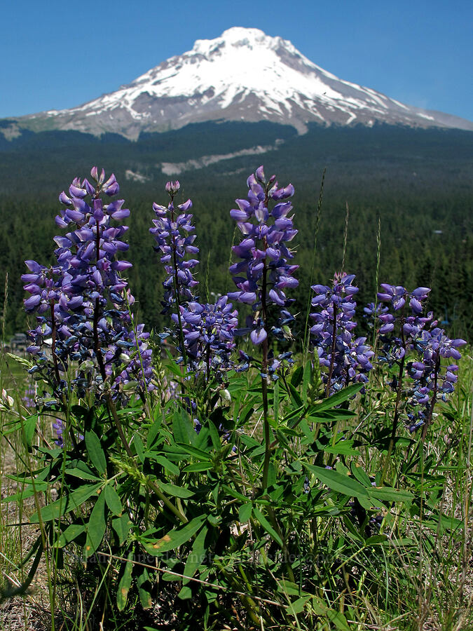 lupines & Mount Hood (Lupinus latifolius) [Ski Bowl, Mt. Hood National Forest, Clackamas County, Oregon]