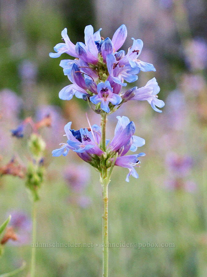 glaucous penstemon (Penstemon euglaucus) [Jack Lake Trailhead, Deschutes National Forest, Jefferson County, Oregon]