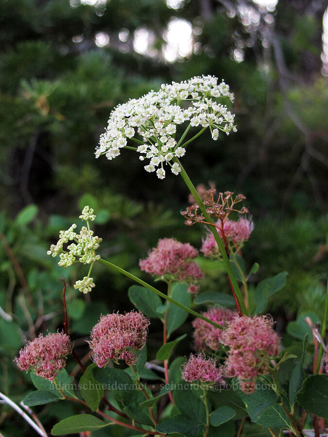 Gray's lovage & spirea (Ligusticum grayi, Spiraea splendens (Spiraea densiflora)) [Jack Lake, Deschutes National Forest, Jefferson County, Oregon]