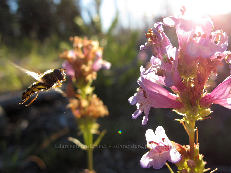 flower fly & glaucous penstemon (Penstemon euglaucus) [Jack Lake Trailhead, Deschutes National Forest, Jefferson County, Oregon]