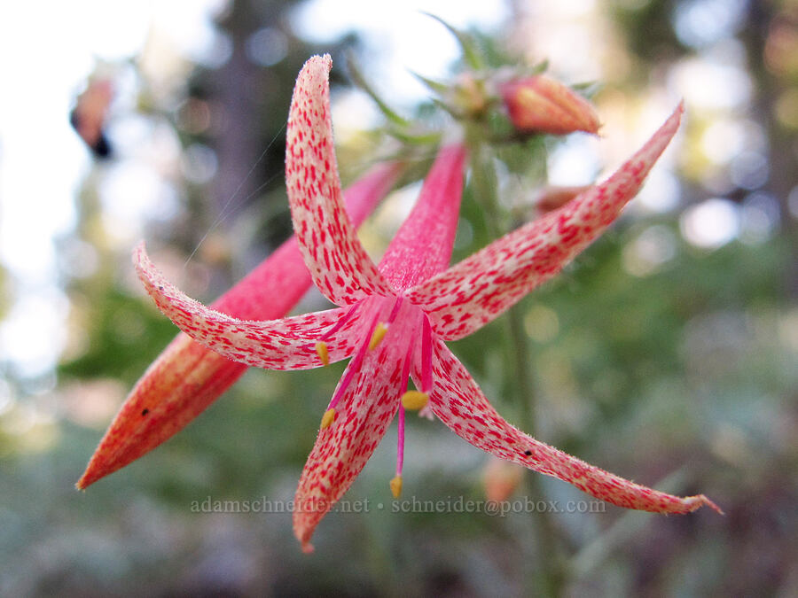 scarlet gilia (Ipomopsis aggregata) [Summit Lake Trail, Deschutes National Forest, Jefferson County, Oregon]