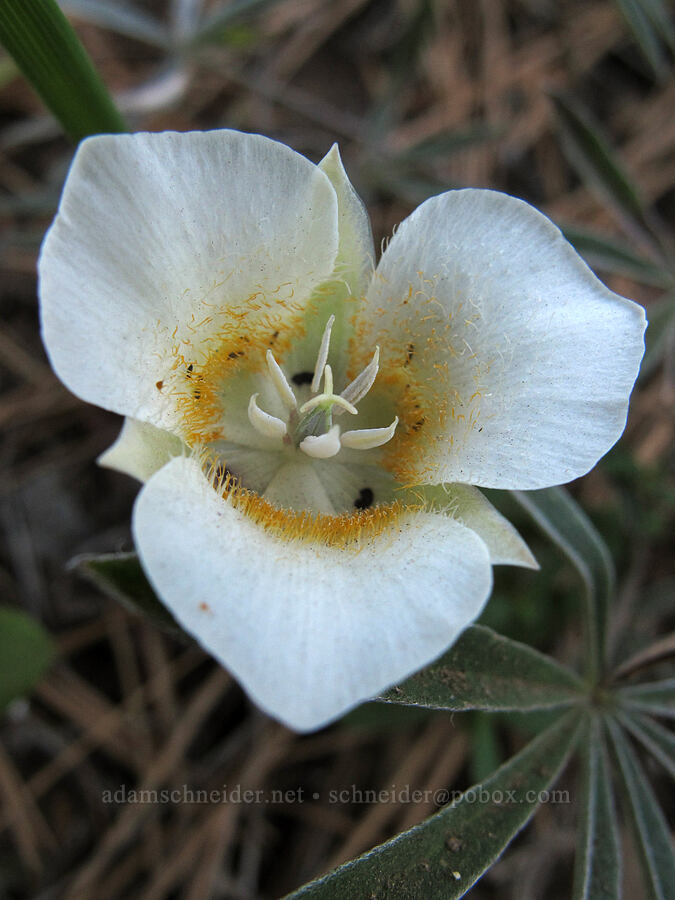 subalpine mariposa lily (Calochortus subalpinus) [Summit Lake Trail, Deschutes National Forest, Jefferson County, Oregon]