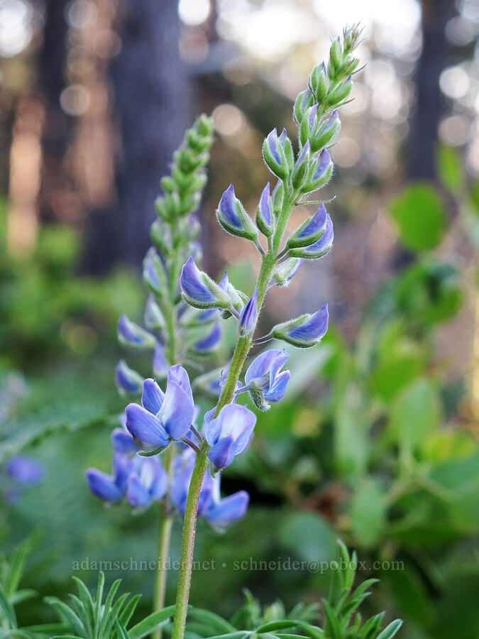 lupines (Lupinus latifolius) [Summit Lake Trail, Deschutes National Forest, Jefferson County, Oregon]