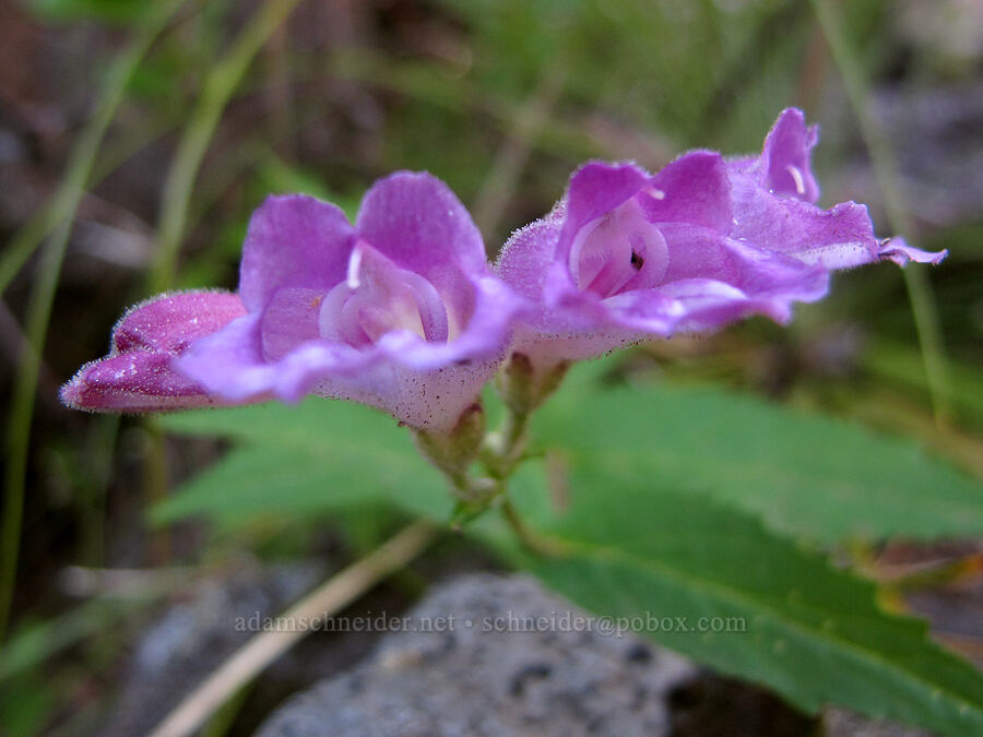 woodland beardtongue (Nothochelone nemorosa) [Summit Lake Trail, Mt. Jefferson Wilderness, Jefferson County, Oregon]