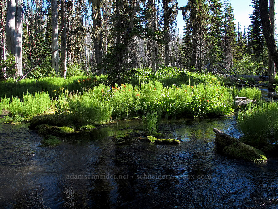 Canyon Creek [Canyon Creek Trail, Mt. Jefferson Wilderness, Jefferson County, Oregon]