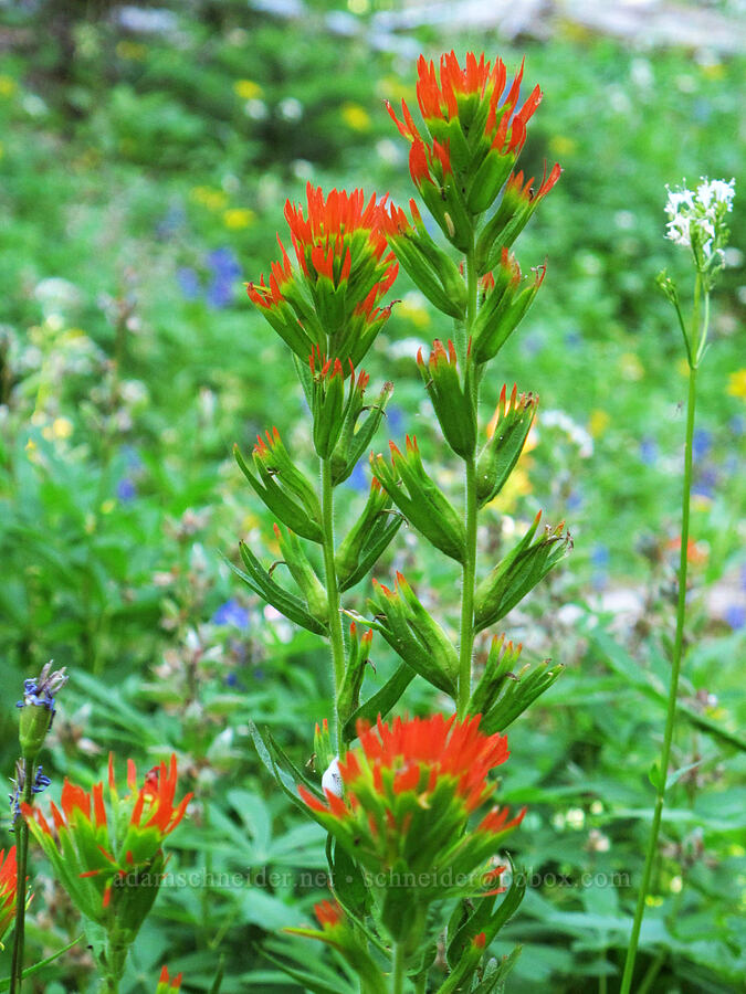 Suksdorf's paintbrush (Castilleja suksdorfii) [Canyon Creek Trail, Mt. Jefferson Wilderness, Jefferson County, Oregon]