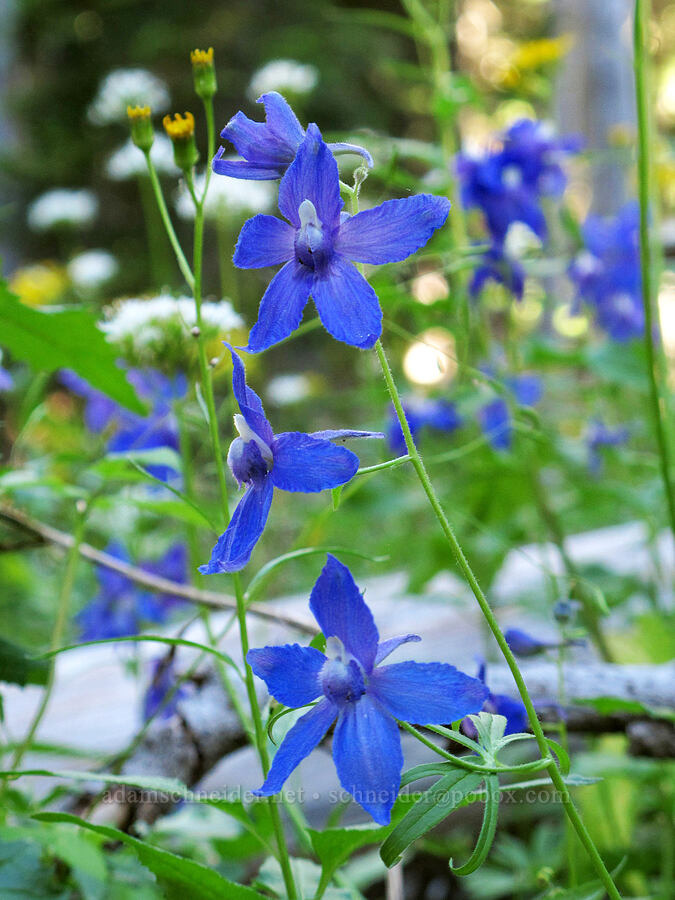 Menzies' larkspur (Delphinium menziesii) [Canyon Creek Trail, Mt. Jefferson Wilderness, Jefferson County, Oregon]