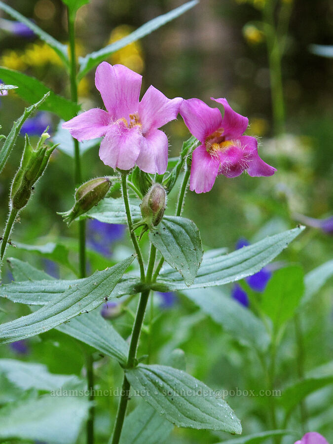 Lewis' monkeyflower (Erythranthe lewisii (Mimulus lewisii)) [Canyon Creek Trail, Mt. Jefferson Wilderness, Jefferson County, Oregon]