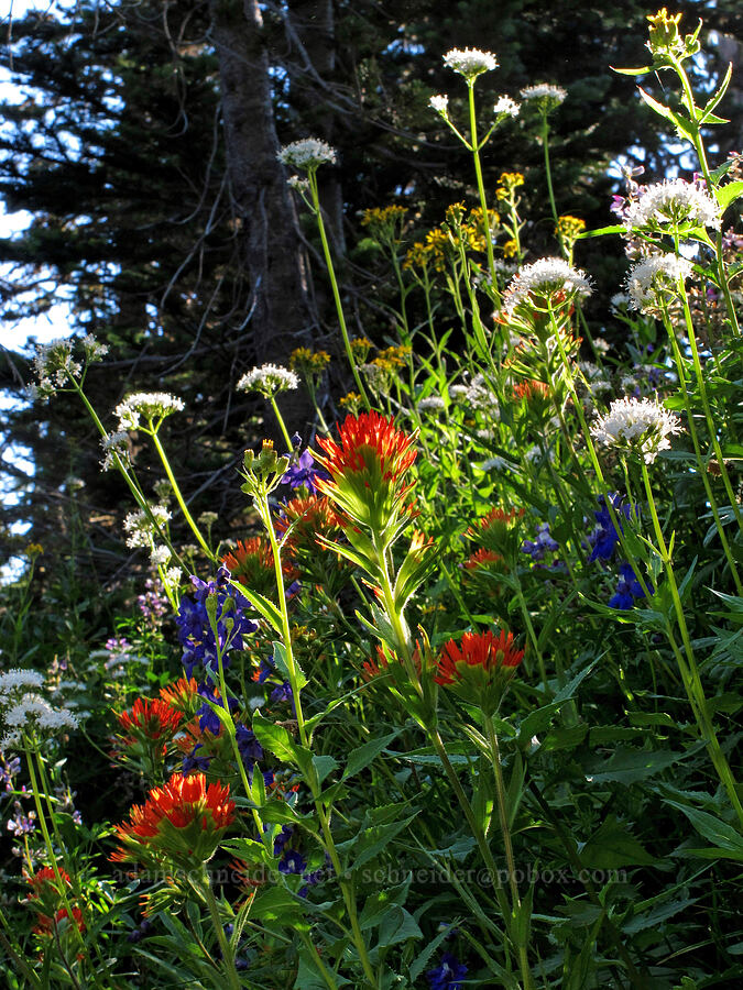 wildflowers (Castilleja suksdorfii, Valeriana sitchensis, Delphinium sp., Senecio triangularis) [Canyon Creek Trail, Mt. Jefferson Wilderness, Jefferson County, Oregon]