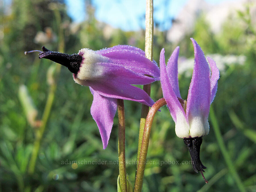tall mountain shooting-stars (Dodecatheon jeffreyi (Primula jeffreyi)) [Canyon Creek Meadows, Mt. Jefferson Wilderness, Jefferson County, Oregon]