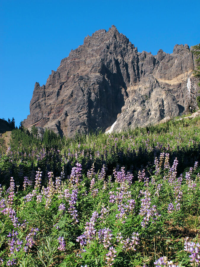 Three-Fingered Jack & lupines (Lupinus latifolius) [Canyon Creek Meadows, Mt. Jefferson Wilderness, Jefferson County, Oregon]