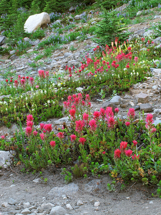 magenta paintbrush & partridgefoot (Castilleja parviflora var. oreopola, Luetkea pectinata) [Canyon Creek Meadows, Mt. Jefferson Wilderness, Jefferson County, Oregon]
