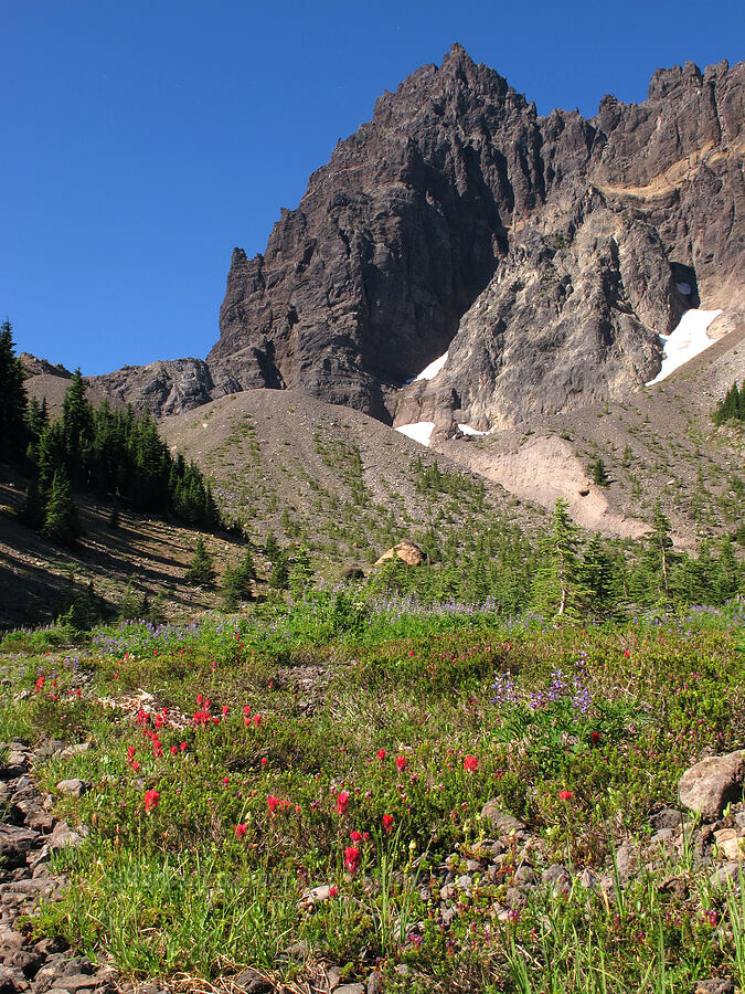 Three-Fingered Jack, paintbrush, & lupines (Castilleja parviflora var. oreopola, Lupinus latifolius) [Canyon Creek Meadows, Mt. Jefferson Wilderness, Jefferson County, Oregon]
