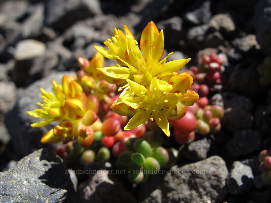 spreading stonecrop (Sedum divergens) [Canyon Creek moraine, Mt. Jefferson Wilderness, Jefferson County, Oregon]
