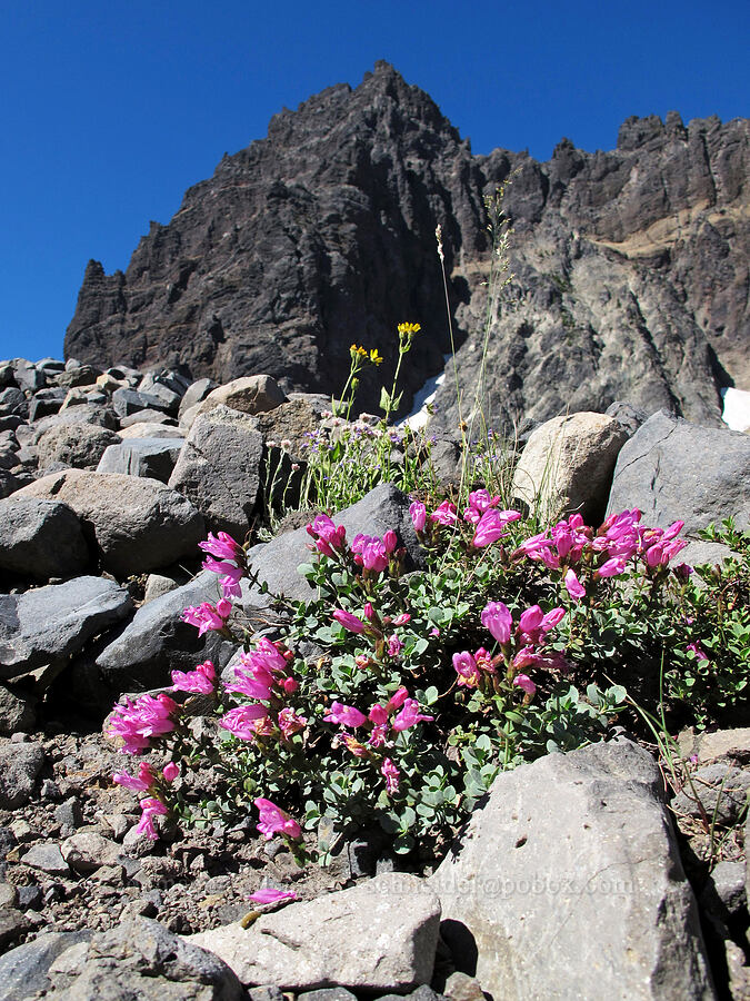 cliff penstemon (Penstemon rupicola) [Canyon Creek moraine, Mt. Jefferson Wilderness, Jefferson County, Oregon]