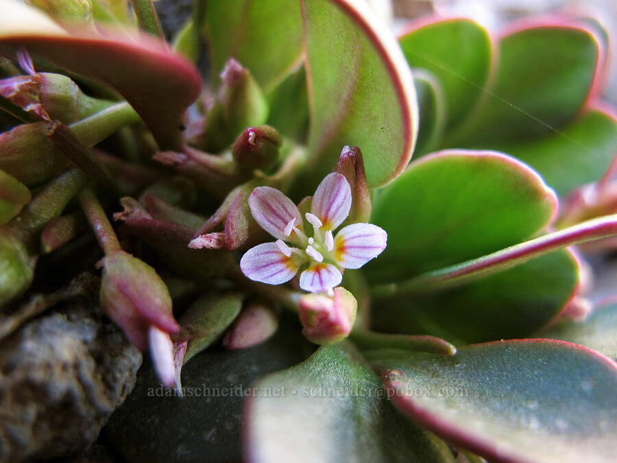 alpine spring-beauty (Claytonia megarhiza) [Canyon Creek moraine, Mt. Jefferson Wilderness, Jefferson County, Oregon]