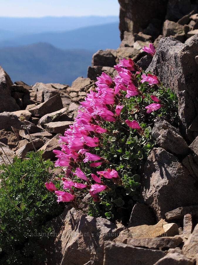 cliff penstemon (Penstemon rupicola) [Three-Fingered Jack's east ridge, Mt. Jefferson Wilderness, Jefferson County, Oregon]