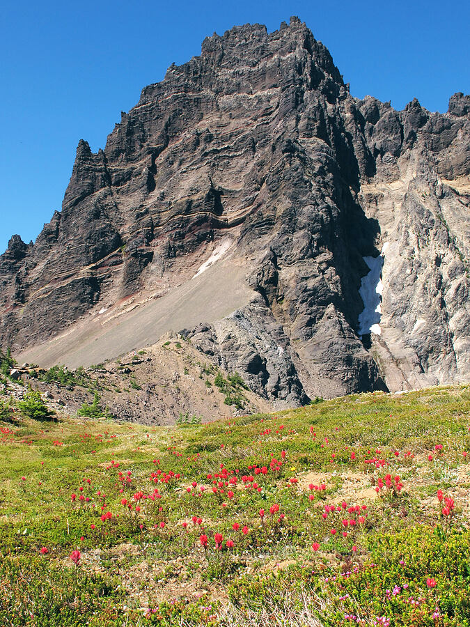 magenta paintbrush & partridgefoot (Castilleja parviflora var. oreopola, Luetkea pectinata) [Three-Fingered Jack's east ridge, Mt. Jefferson Wilderness, Jefferson County, Oregon]