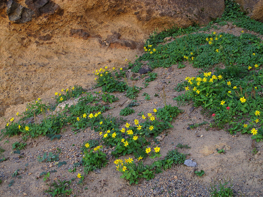 broad-leaf arnica (Arnica latifolia) [Three-Fingered Jack's east ridge, Mt. Jefferson Wilderness, Jefferson County, Oregon]