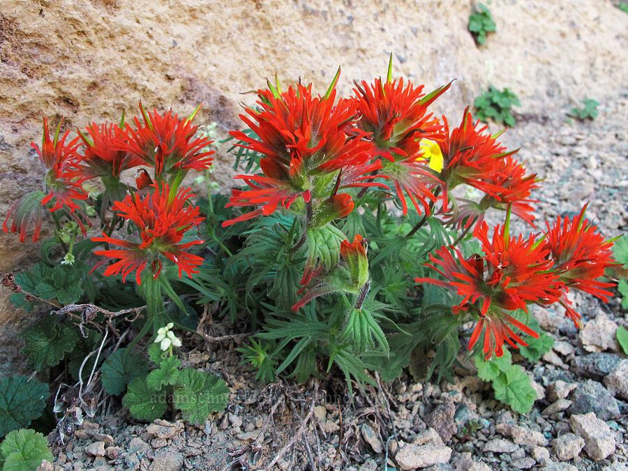 cliff paintbrush (Castilleja rupicola) [Three-Fingered Jack's east ridge, Mt. Jefferson Wilderness, Jefferson County, Oregon]