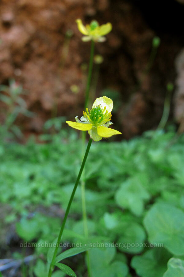 Suksdorf's buttercups (Ranunculus eschscholtzii var. suksdorfii) [Three-Fingered Jack's east ridge, Mt. Jefferson Wilderness, Jefferson County, Oregon]