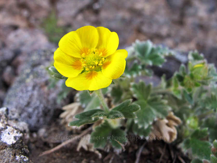 hairy cinquefoil (Potentilla villosa) [Three-Fingered Jack's east ridge, Mt. Jefferson Wilderness, Jefferson County, Oregon]