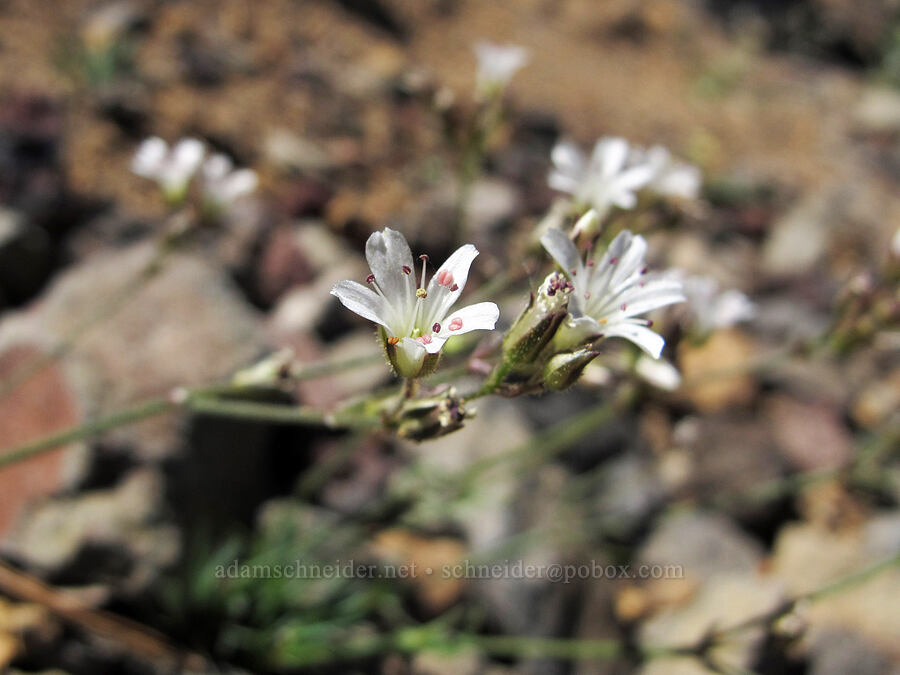 Crater Lake sandwort (Eremogone pumicola (Arenaria pumicola)) [Three-Fingered Jack's east ridge, Mt. Jefferson Wilderness, Jefferson County, Oregon]