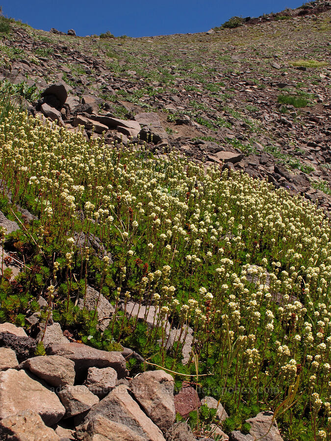 partridgefoot (Luetkea pectinata) [above First Creek Meadows, Mt. Jefferson Wilderness, Jefferson County, Oregon]