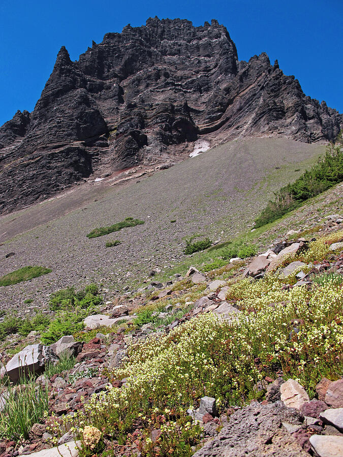 partridgefoot (Luetkea pectinata) [above First Creek Meadows, Mt. Jefferson Wilderness, Jefferson County, Oregon]