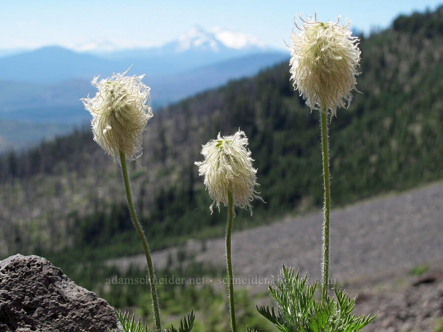 western pasqueflower seed-heads (Anemone occidentalis (Pulsatilla occidentalis)) [above First Creek Meadows, Mt. Jefferson Wilderness, Jefferson County, Oregon]