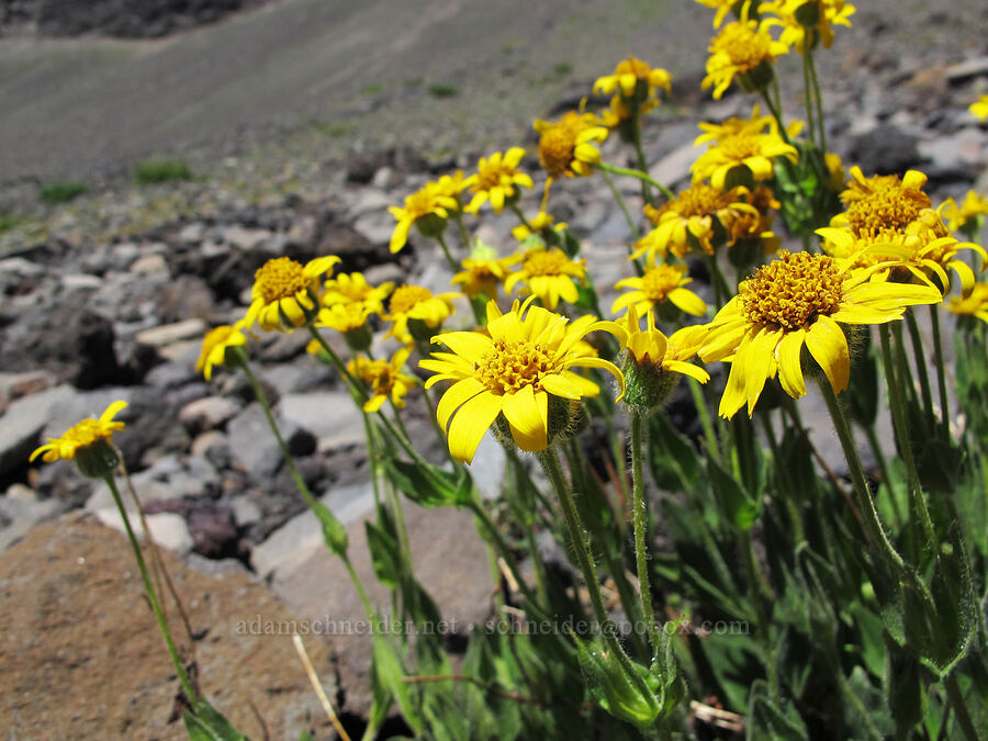 hairy arnica (Arnica mollis) [above First Creek Meadows, Mt. Jefferson Wilderness, Jefferson County, Oregon]