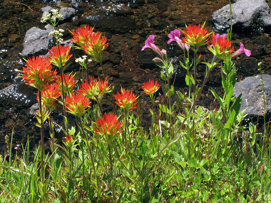 Suksdorf's paintbrush & Lewis' monkeyflower (Castilleja suksdorfii, Erythranthe lewisii (Mimulus lewisii)) [First Creek Meadows, Mt. Jefferson Wilderness, Jefferson County, Oregon]