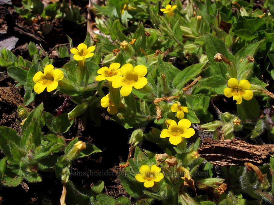musk monkeyflower (Erythranthe moschata (Mimulus moschatus)) [First Creek, Mt. Jefferson Wilderness, Jefferson County, Oregon]