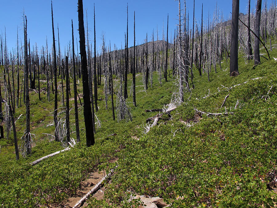 B&B Fire [Summit Lake Trail, Mt. Jefferson Wilderness, Jefferson County, Oregon]