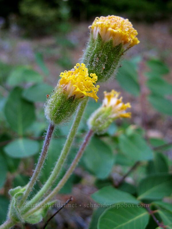rayless arnica (Arnica discoidea) [Red Hill Road, Mt. Hood National Forest, Hood River County, Oregon]