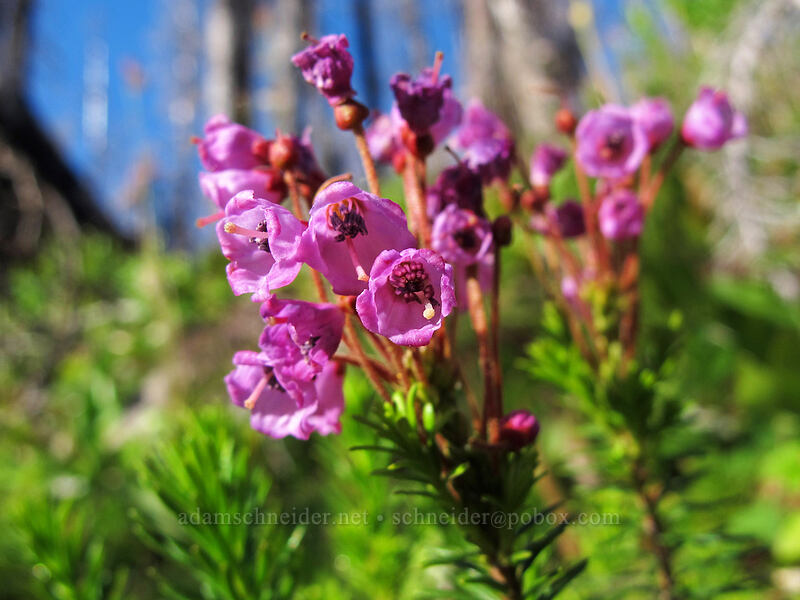 pink mountain heather (Phyllodoce empetriformis) [Vista Ridge Trail, Mt. Hood Wilderness, Hood River County, Oregon]