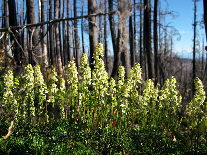 partridgefoot (Luetkea pectinata) [Vista Ridge Trail, Mt. Hood Wilderness, Hood River County, Oregon]