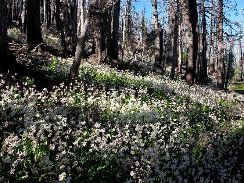 avalanche lilies (Erythronium montanum) [Vista Ridge Trail, Mt. Hood Wilderness, Hood River County, Oregon]