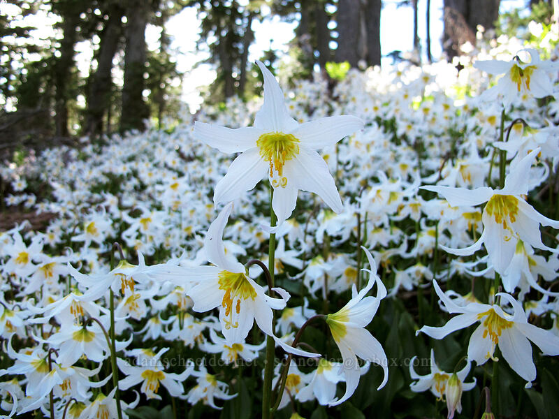 avalanche lilies (Erythronium montanum) [Vista Ridge Trail, Mt. Hood Wilderness, Hood River County, Oregon]
