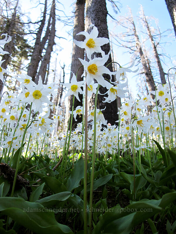 avalanche lilies (Erythronium montanum) [Vista Ridge Trail, Mt. Hood Wilderness, Hood River County, Oregon]