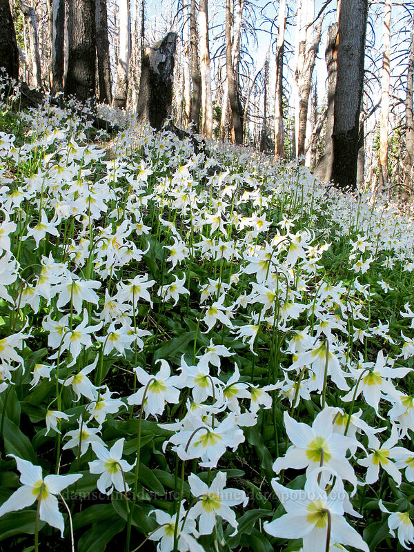 avalanche lilies (Erythronium montanum) [Vista Ridge Trail, Mt. Hood Wilderness, Hood River County, Oregon]